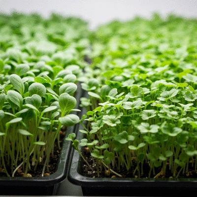 Close-up of vibrant microgreens growing in seedling trays under soft light