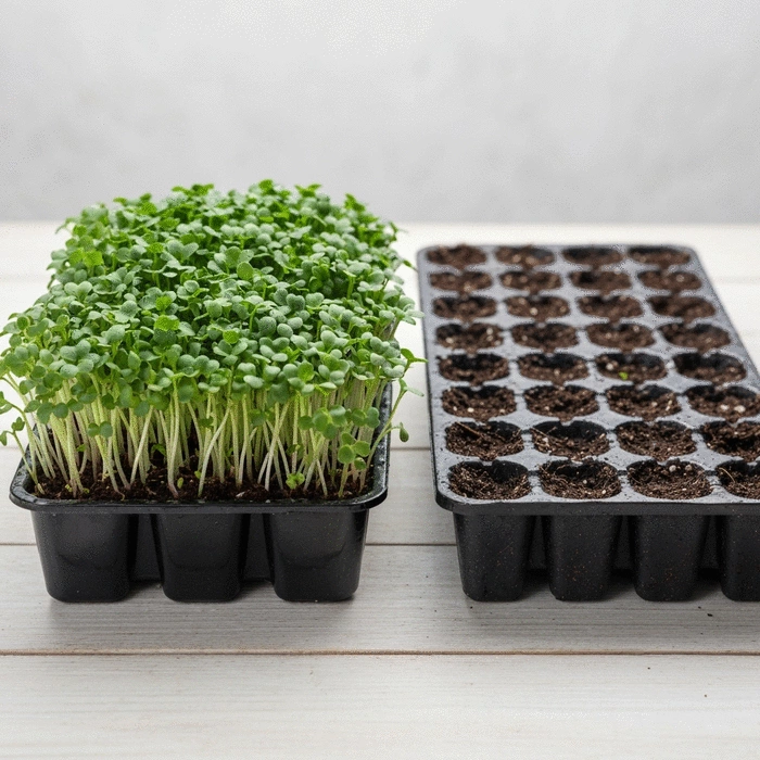 Microgreen trays vs traditional seed trays: Which is better?